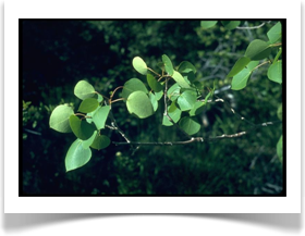 Populus tremuloides, Quaking Aspen, foliage