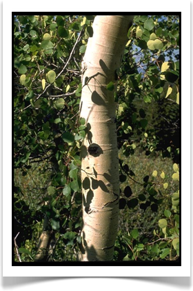 Populus tremuloides, Quaking Aspen, young trunk
