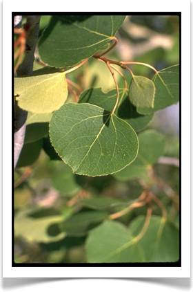 Populus tremuloides, Quaking Aspen, leaves