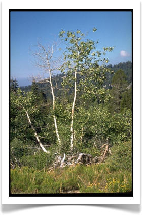 Populus tremuloides, Quaking Aspen
