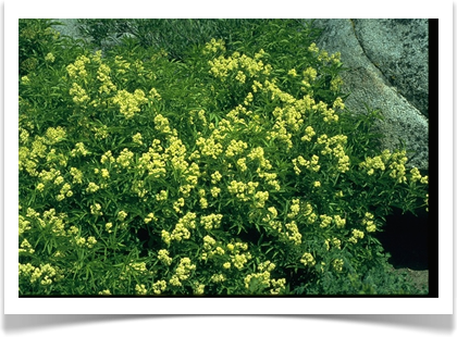 Sambucus nigra ssp canadensis, American Black Elderberry, flowers and foliage