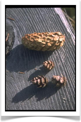 Sitka spruce, Picea sitchensis, cones
