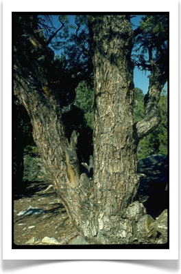 sugar pine mature bark