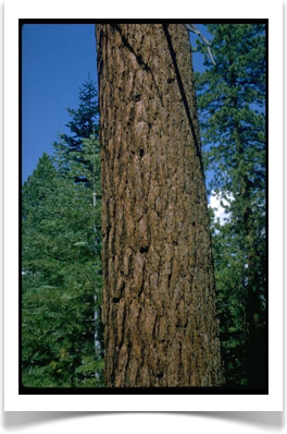 Sugar pine, Pinus lambertiana bark