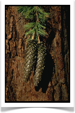 Pinus lambertiana cones and bark