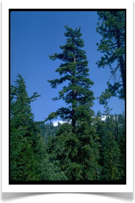 Pinus lambertiana mature tree