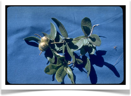 tanoak lithocarpus densiflorus acorns and leaves