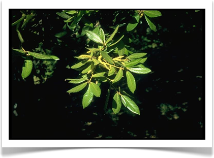 tanoak lithocarpus densiflorus foliage