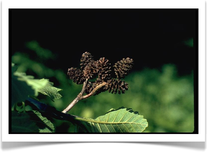 Thinleaf alder, Alnus incana ssp. tenuifolia, open cones
