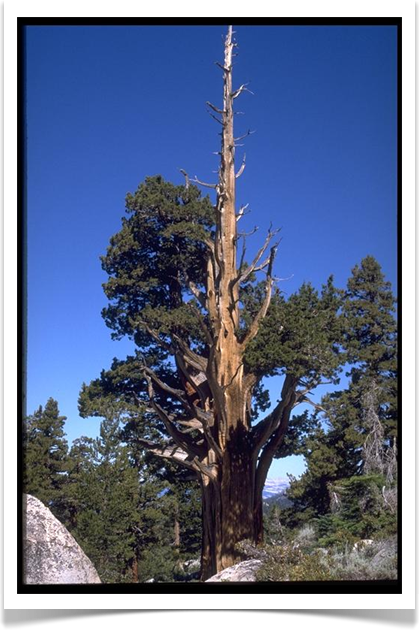 western juniper juniperus occidentalis mature