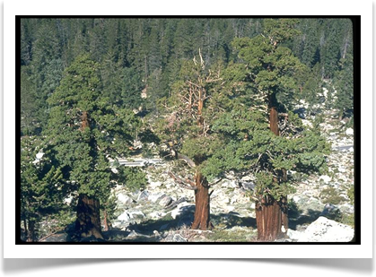 western juniper juniperus occidentalis trees