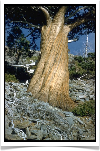 western juniper juniperus occidentalis trunk