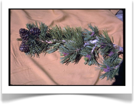 Pinus albicaulis pine branch