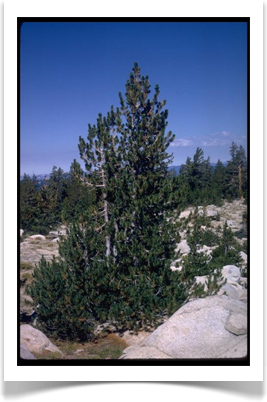 white bark pine variable age stand