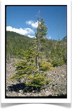 white fir abies concolor